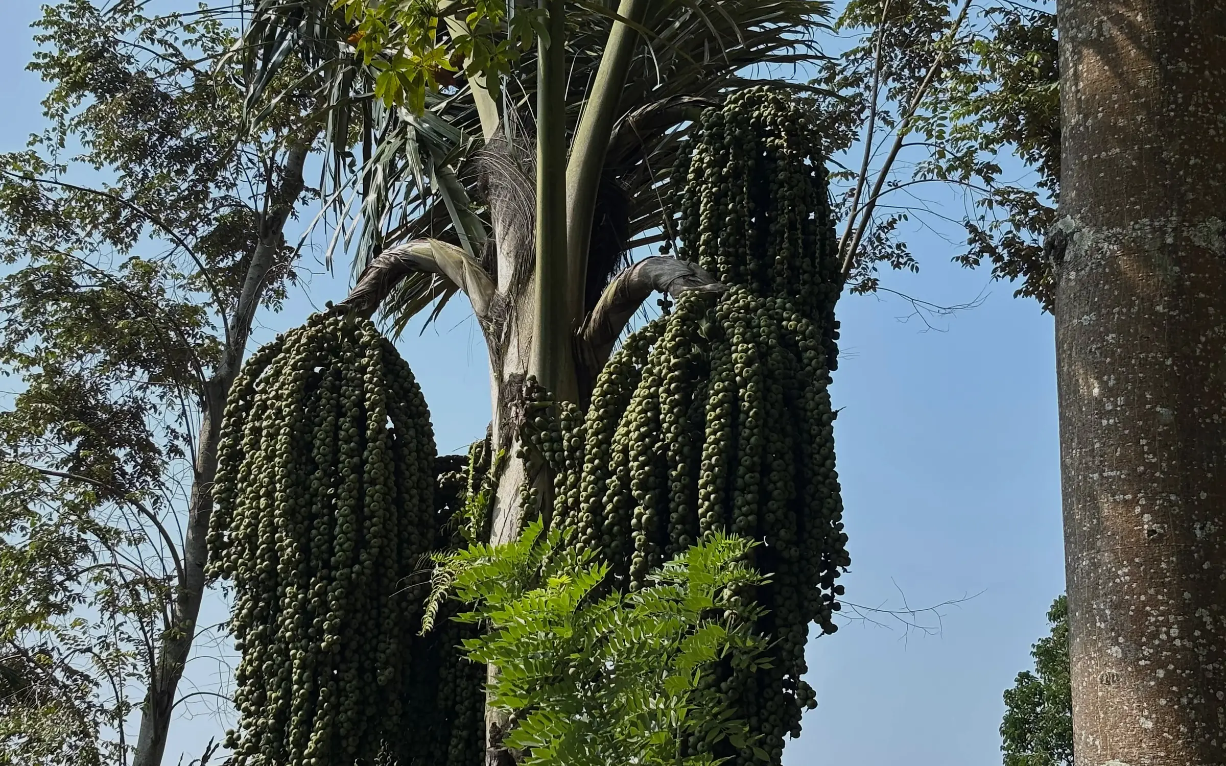 Arenga palm with heavy bunches of green fruit